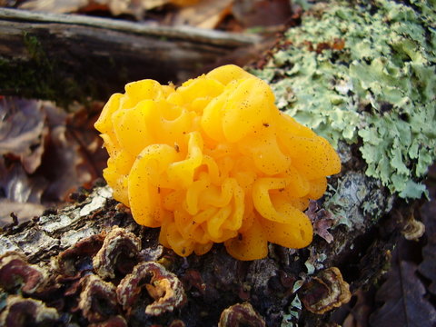 Fungi Tremella Mesenterica