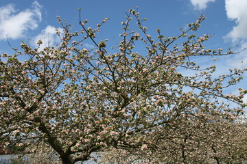 A Cascade of Colourful Apple Blossom on a Sunny Day.