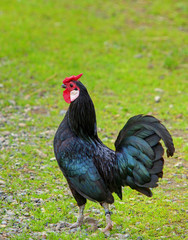 COQ NOIR