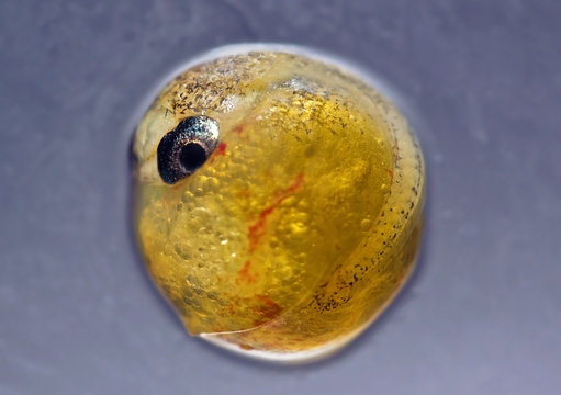 Macro.....Guppy Fish Embryo