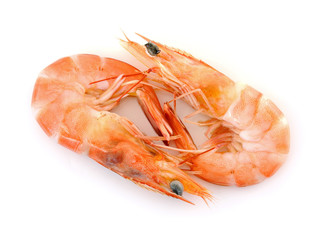 shrimps on a white background