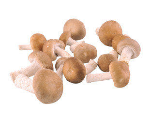 mushrooms on white