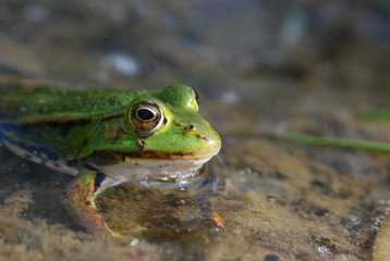 grenouille