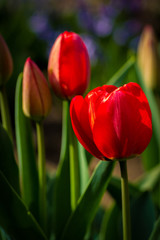 red tulips in the morning sun