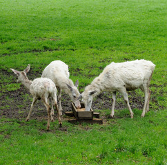 Fototapeta premium White deers