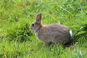 Bunny rabbit