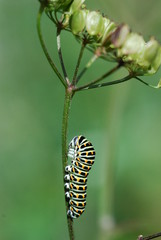 chenille