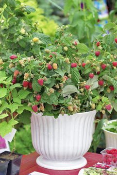 Raspberry shrub