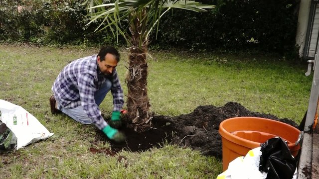 planter un trachycarpus