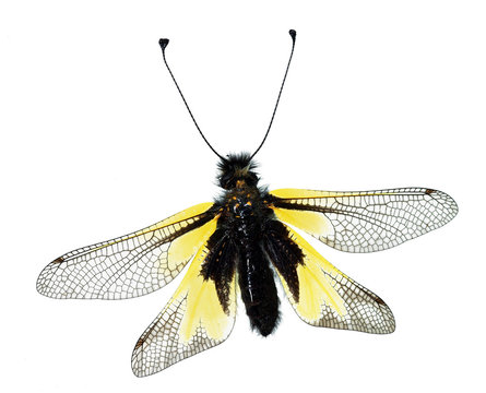 Owly Sulphur (Libelloides coccajus), an European owlfly