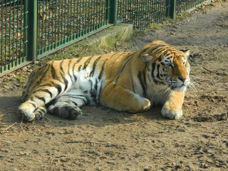 Tiger in the zoo: Kaunas city outdoor park