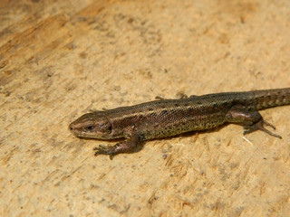 Lizards are a widespread group of squamate reptiles