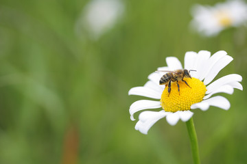 daisy & bee