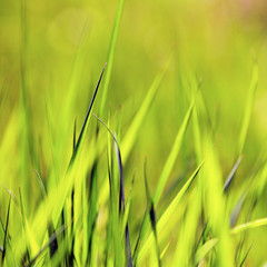 Green spring grass