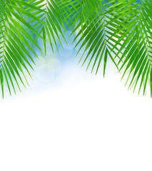 Fototapeta premium Background with beautiful palm leaves