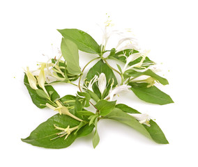 Sprig of honeysuckle with white flowers and green leaves