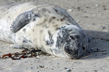 Kegelrobbe auf Helgoland