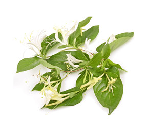 Sprig of honeysuckle with white flowers and green leaves