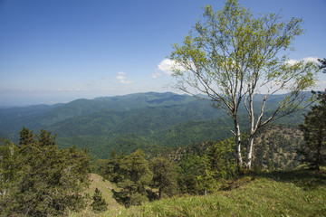 birch and mountain