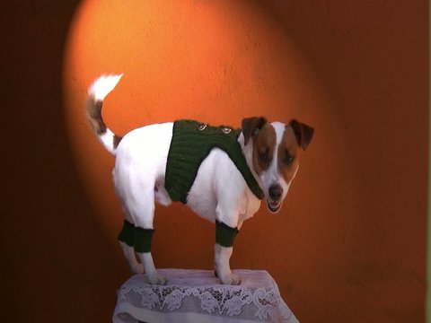 Jack Russel Terrier im steirischen Outfit