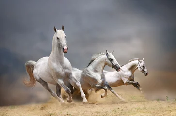 Fotobehang white horses © Mari_art