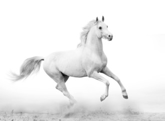 white stallion - 41718960