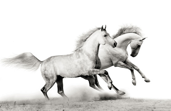 stallions running