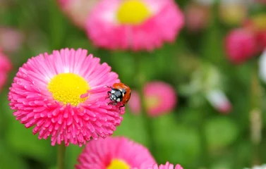 Foto op Canvas Lieveheersbeestje bloem © Qyzz