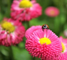 Tuinposter Bloemen geluk © Qyzz