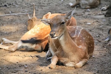 deer in their environment