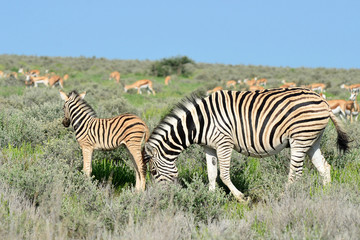 Fototapeta na wymiar piękna młoda zebra w Etosha National Park