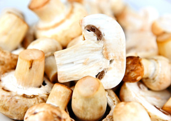 An edible mushroom, especially the much cultivated species Agari