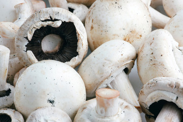 An edible mushroom, especially the much cultivated species Agari