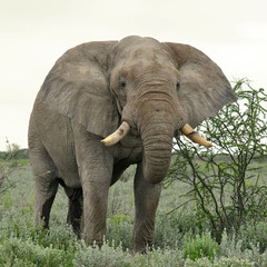 angry elephant,