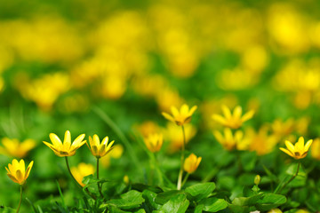 yellow spring flowers