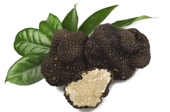 freshly harvested truffles