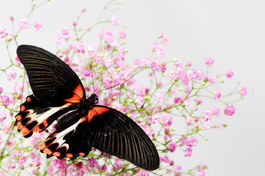 Papilio Rumanzovia