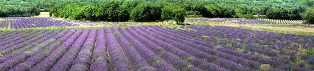 Fototapeta na wymiar Provence - Lavender Fields