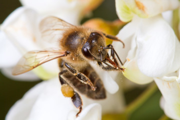 A bee on a flower of acacia
