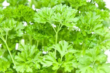 Parsley (macro view)