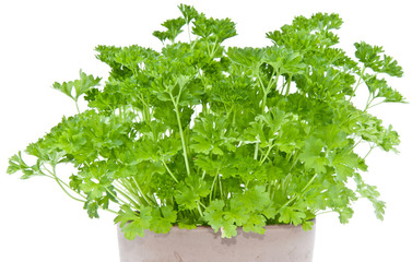 Parsley plant in a flowerpot