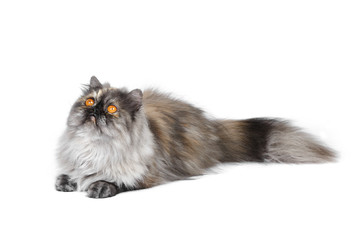 Persian exotic cat