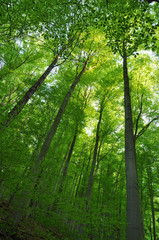 Obraz na płótnie Canvas Green forest background