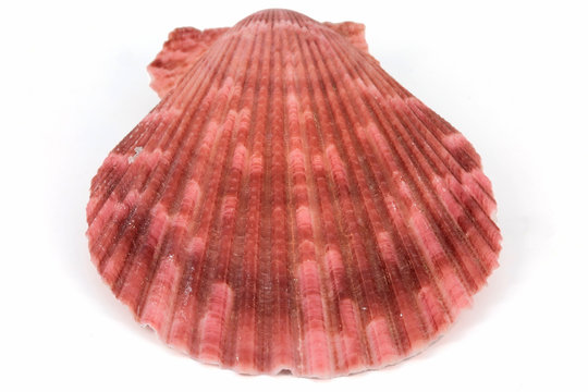 Shell