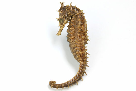 Sea horse
