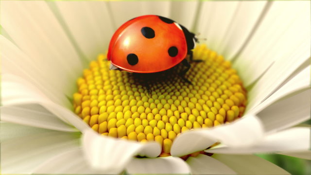 Daisy flower with a ladybird (swinging  flower version)