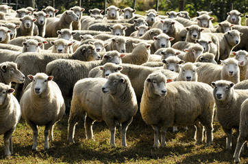 Fototapeta premium Travel New Zealand - Sheep Farm