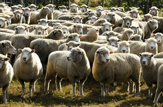 Travel New Zealand - Sheep Farm