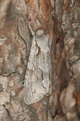 Moth camouflaged on pine, macro photo