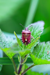 Insekt iauf einem Blatt